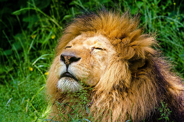アフリカのライオン